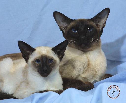 Siamese Cat 9W055D-035.JPG